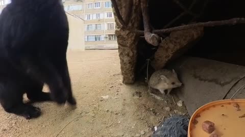 Brave Hedgehog Takes RC Cat Food