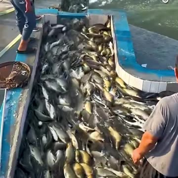 Fish harvesting process.hd