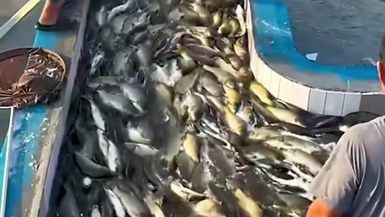 Fish harvesting process.hd