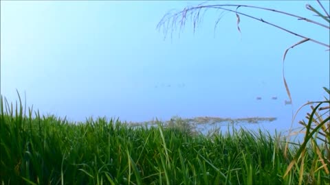 Opening day duck shooting New Zealand