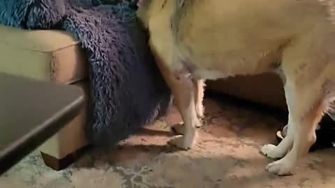 Daisy and Chloe play keep away
