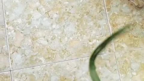 “Lazy Cats NO MORE! 😂 Watch These 3 Fluffy Ninjas Train With a Giant Leaf Attack!”