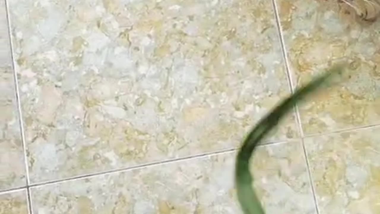 “Lazy Cats NO MORE! 😂 Watch These 3 Fluffy Ninjas Train With a Giant Leaf Attack!”