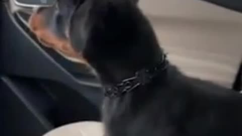 Funny Animals PT 06