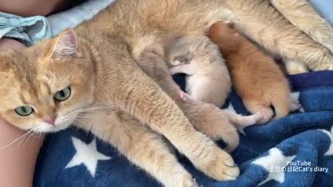 can't hide! No matter where I sleep, the mother cat always finds me with her