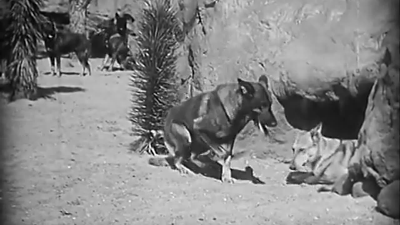 Clash of the Wolves (Rin Tin Tin, Charles Farrell) - Full movie