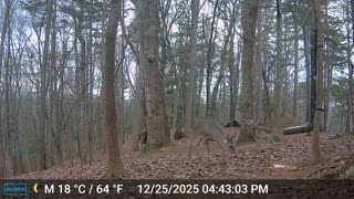 The Woods – 12/26/2025