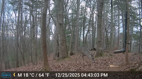 The Woods – 12/26/2025