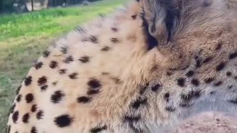Wild Roar