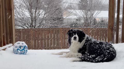 ✨ Joyeux Noël ✨