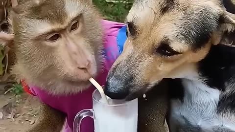 Funny Monkey Video | Must Watch