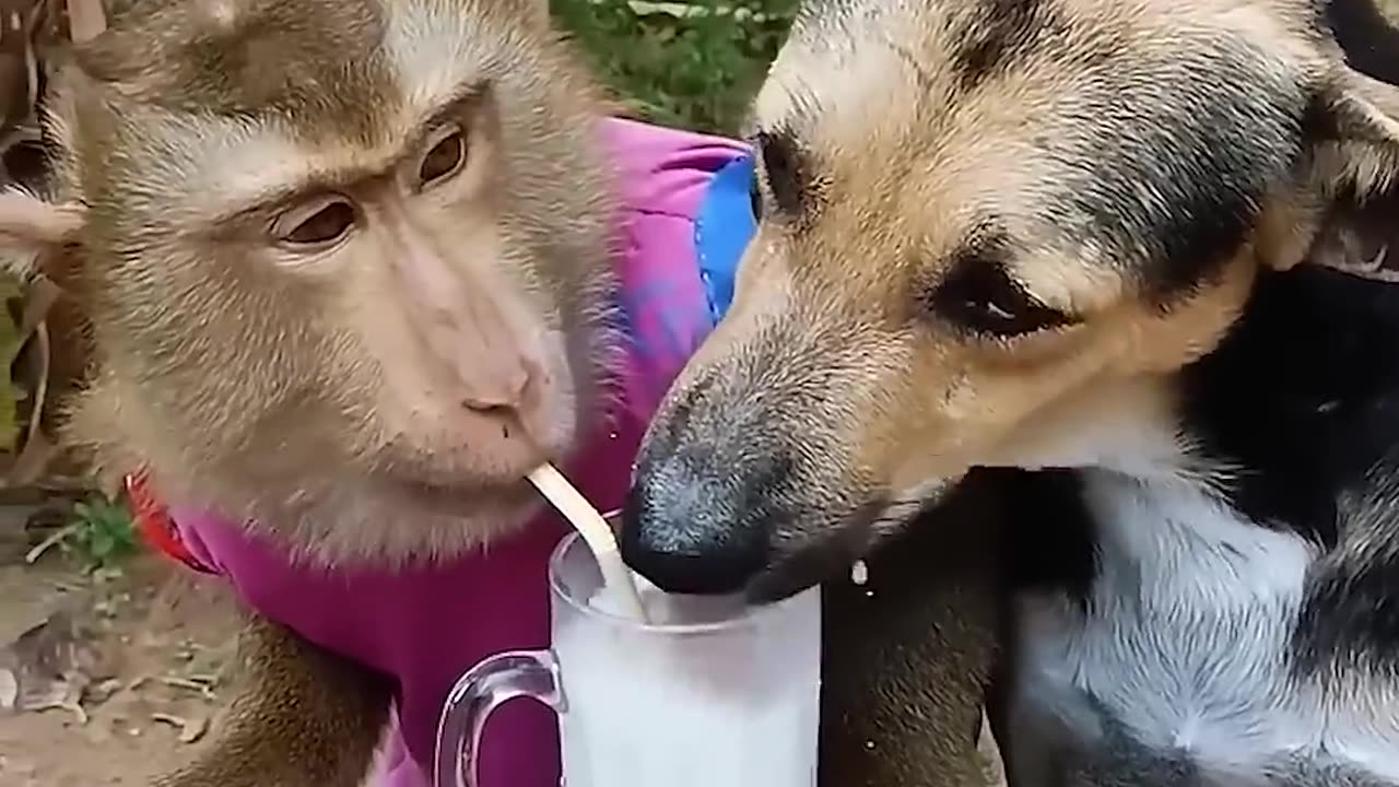 Funny Monkey Video | Must Watch