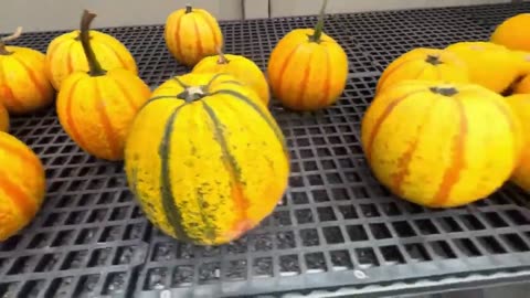 Very Rare Form of Pumkins