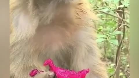 Hilarious Funny Monkeys That Will Leave You in Stitches!