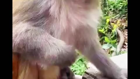 The monkey, #funny video.