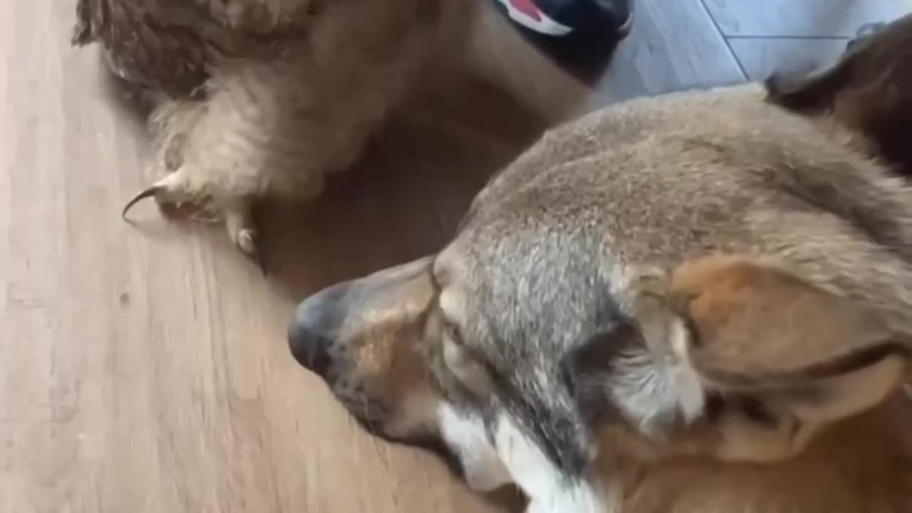 Wow cat and dog