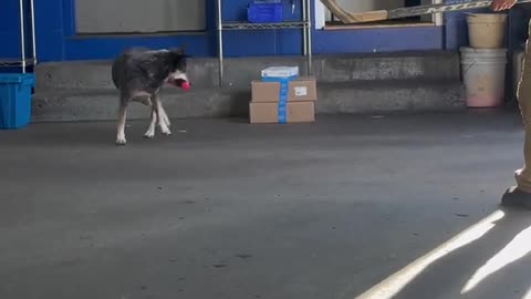 Where'd the Ball Go?