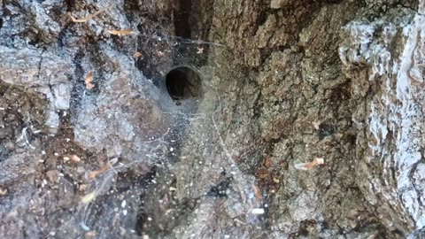 Spider Web