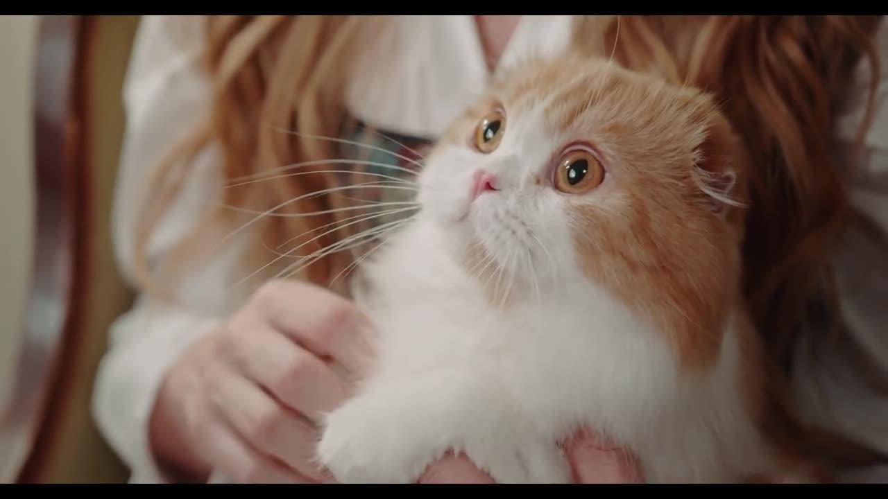 Cute funny Cat Video Compilation