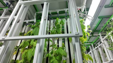 NuLeaf Farms Tour: Site Tour By Lindsay Brandon of Permaculture Canada