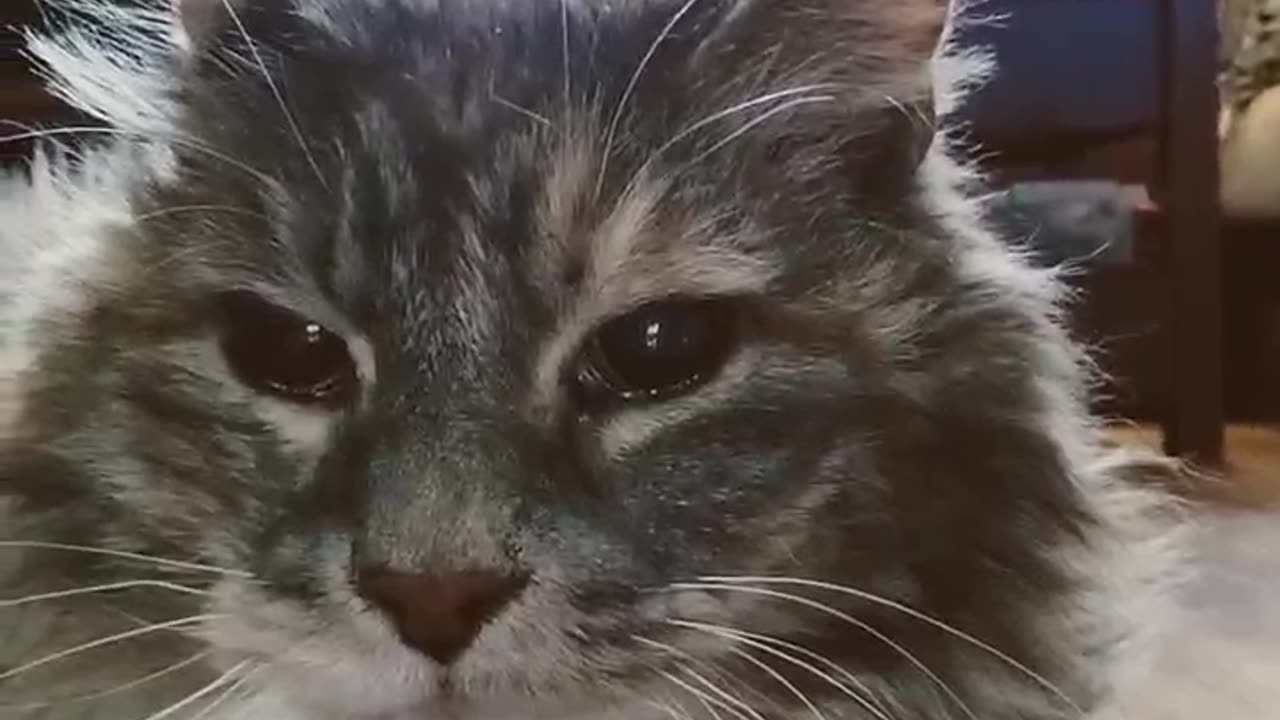 Maine Coon Domain