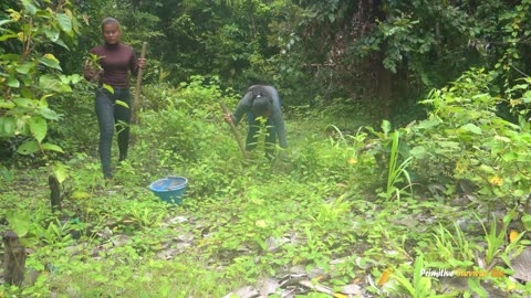 CEO Girl Left the City to Live in Forest: First 100 Days Building a Bamboo House and Farm