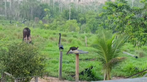 FAMILY OF JACÚ BIRD APPEARED EARLY IN THE BAIT
