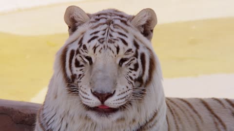 Portrait of a white tiger