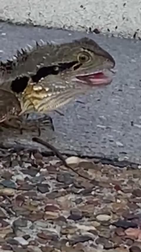 WATER DRAGON EATS ITS OWN BABY ||