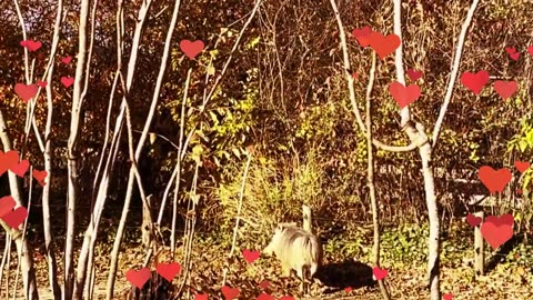 Ragged Beauty of the Wild