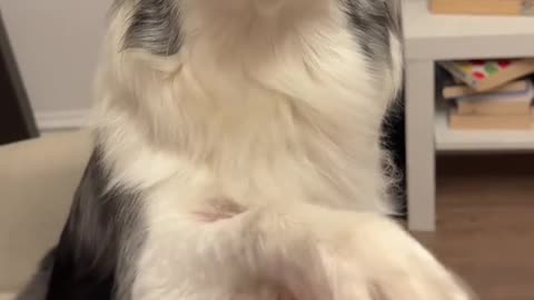 Funny Dog Videos