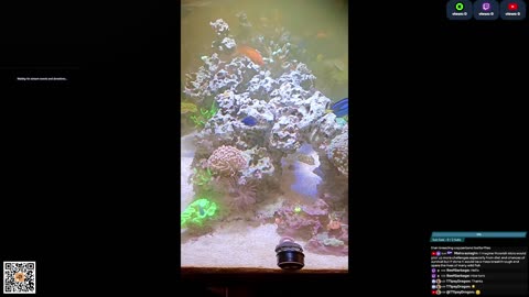 24/7 Real Live Reef Stream