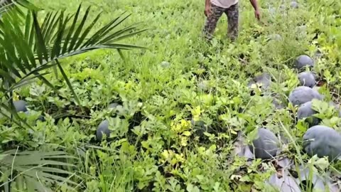 Big Watermelon Harvest | Amazing Garden Day- Part 3