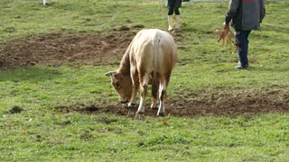 Golub od Gavrilovića vs Zećo od Pračalića Dar Mar 2025