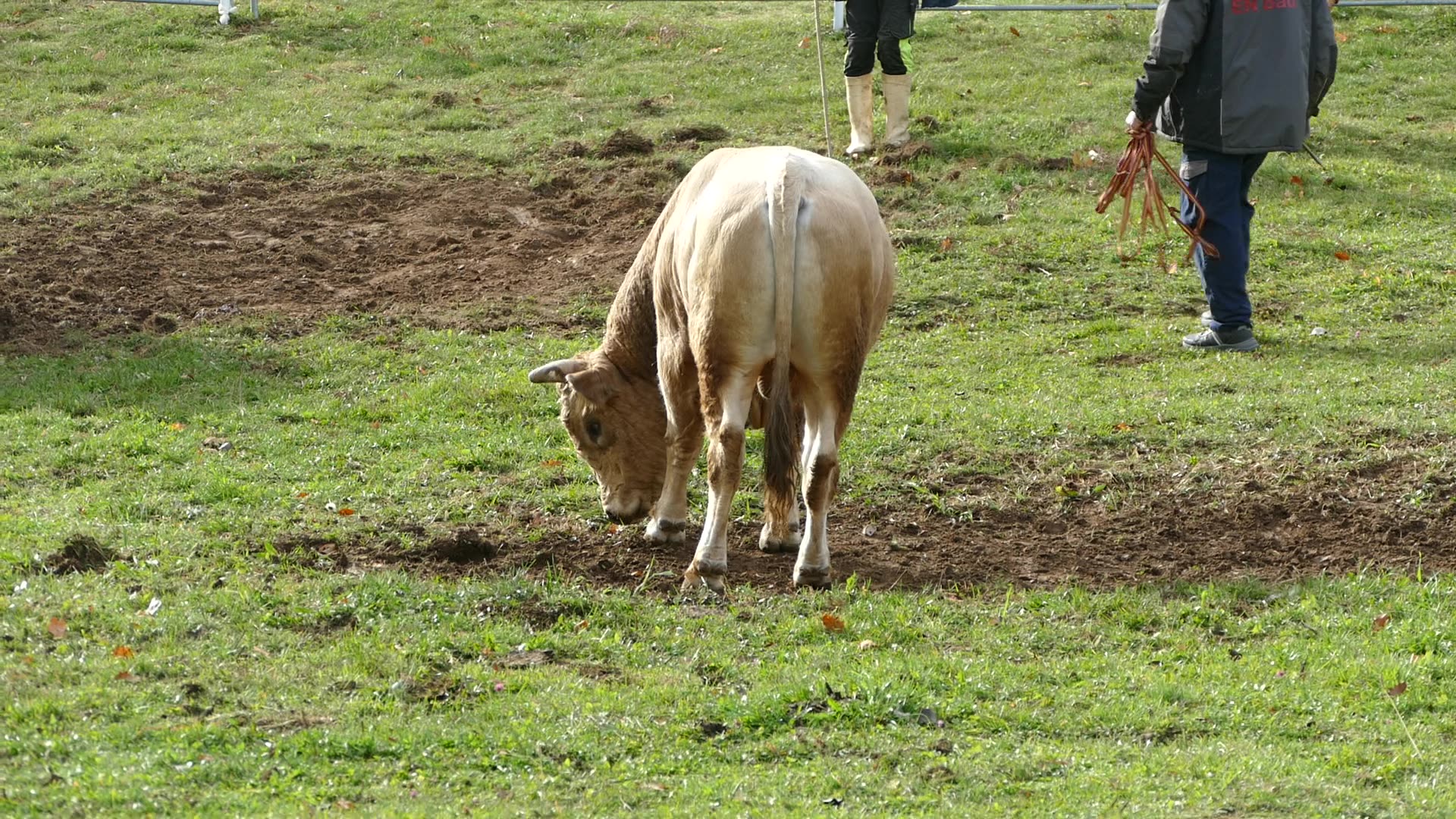 Golub od Gavrilovića vs Zećo od Pračalića Dar Mar 2025