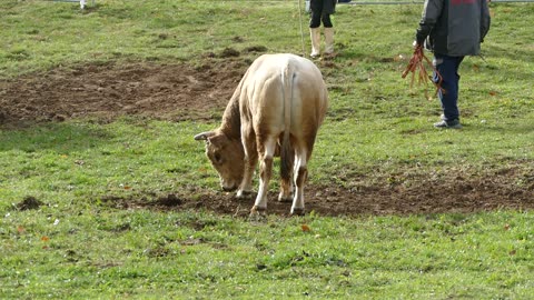 Golub od Gavrilovića vs Zećo od Pračalića Dar Mar 2025