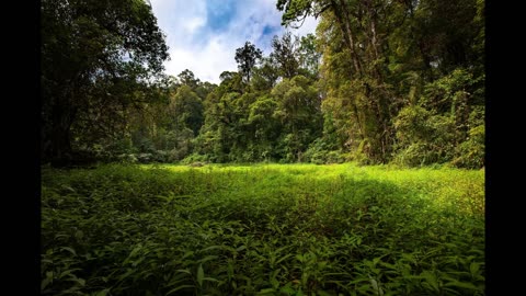 Amazon Rainforest Sounds | 8 Hours of Jungle Animal Noises for Sleep, Relaxation and Meditation