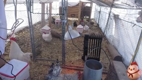 Chicken Live Stream