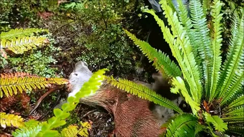 3 day roar hunt