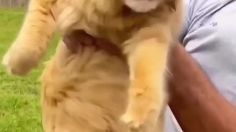 Funny ANIMALS videos 😅