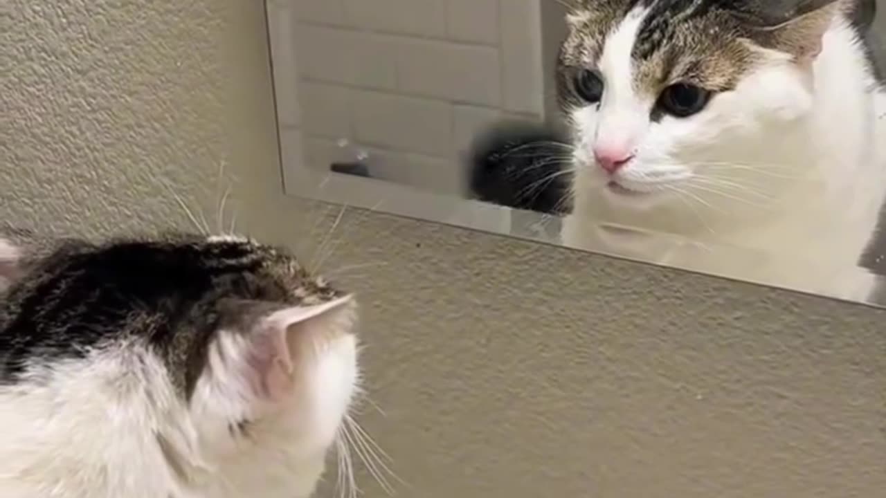 Cat’s Reaction in the Mirror 😺🐈😍