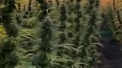 Sora 2 - Cannabis Field