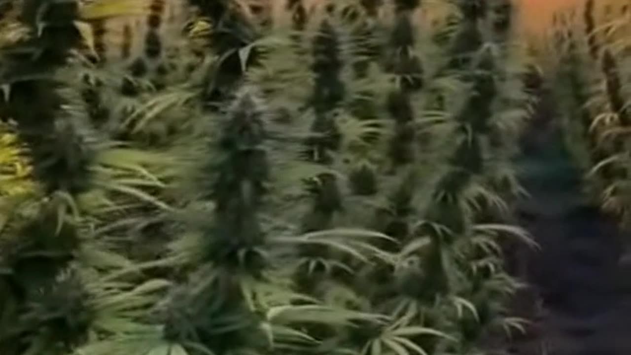 Sora 2 - Cannabis Field