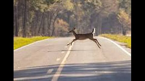 The deer are on the run in Missouri