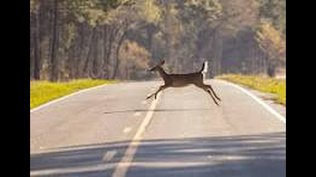 The deer are on the run in Missouri