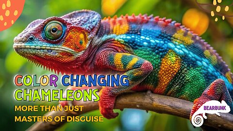 Chameleons: Secrets behind their Colorful changes, what makes them so colorful?