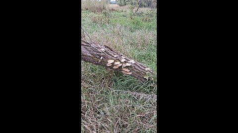 mushrooms