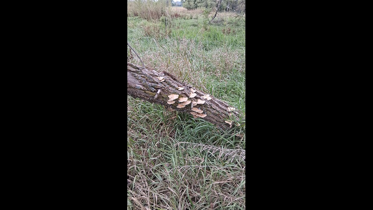 mushrooms