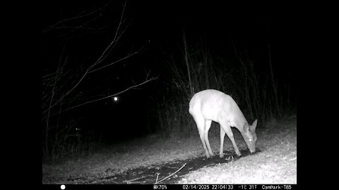 Deer Cam 02-14-2025 Valentine's Day