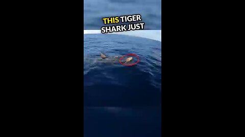 The merciful Tiger Shark Vs Tortoise